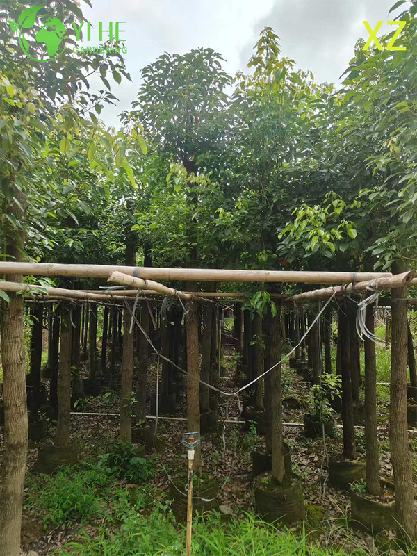 Ornamental Evergreen Camphor Tree for Wholesale Export