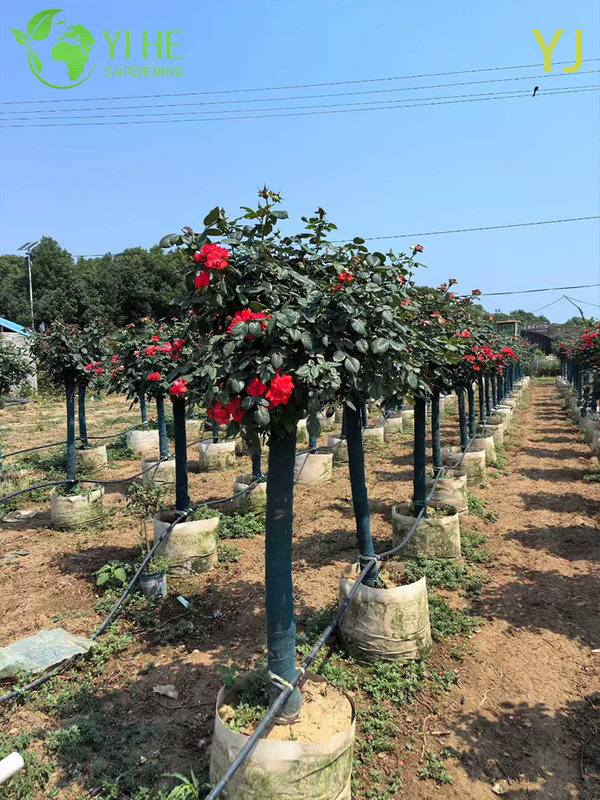 Ornamental Multi - colored Rose Plant for Wholesale Export