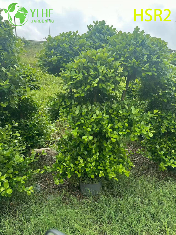 Evergreen Ficus Cone Multi-Ball Pom-Pom Tree for Landscape Design
