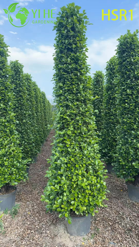 Evergreen Columnar Ficus Cone Topiary for Outdoor Landscaping