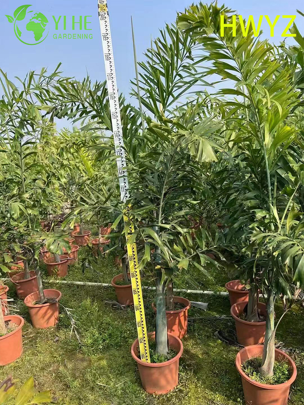 Wholesale Foxtail Palm Tree Wodyetia Bifurcata for Landscaping