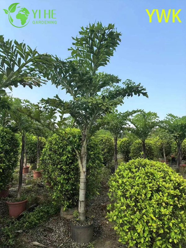 Wholesale Clumping Fishtail Palm for Tropical Privacy Screens Tree