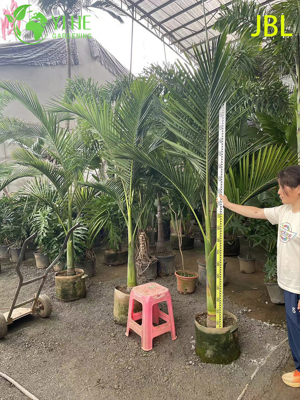 Wholesale Elegant Alexander Palm Tree for Avenue Landscaping