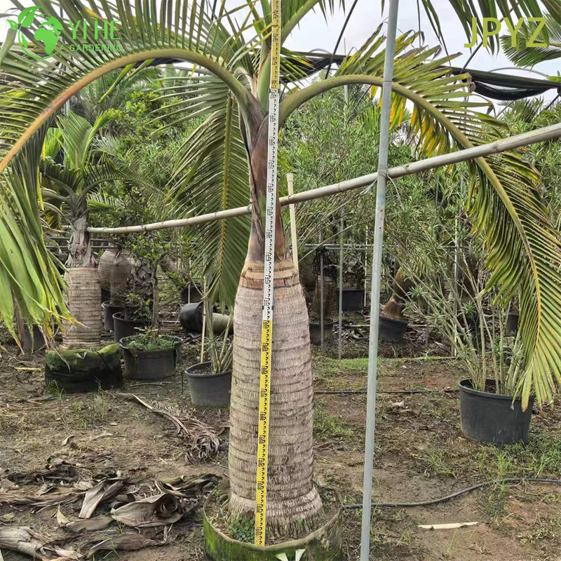 Wholesale Specimen Bottle Palm with Unique Swollen Trunk Tree