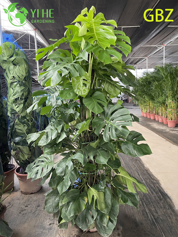Tropical Young Monstera Deliciosa Potted Plant - Evergreen Air - Purifying Indoor Greenery