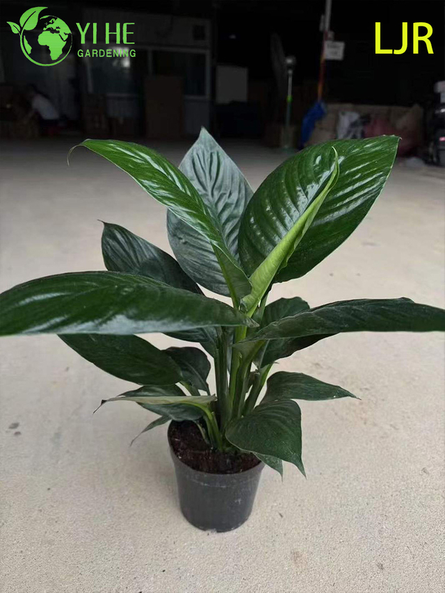 Large - Leaf Evergreen Spathiphyllum floribundum for Indoor Air Purification Plant