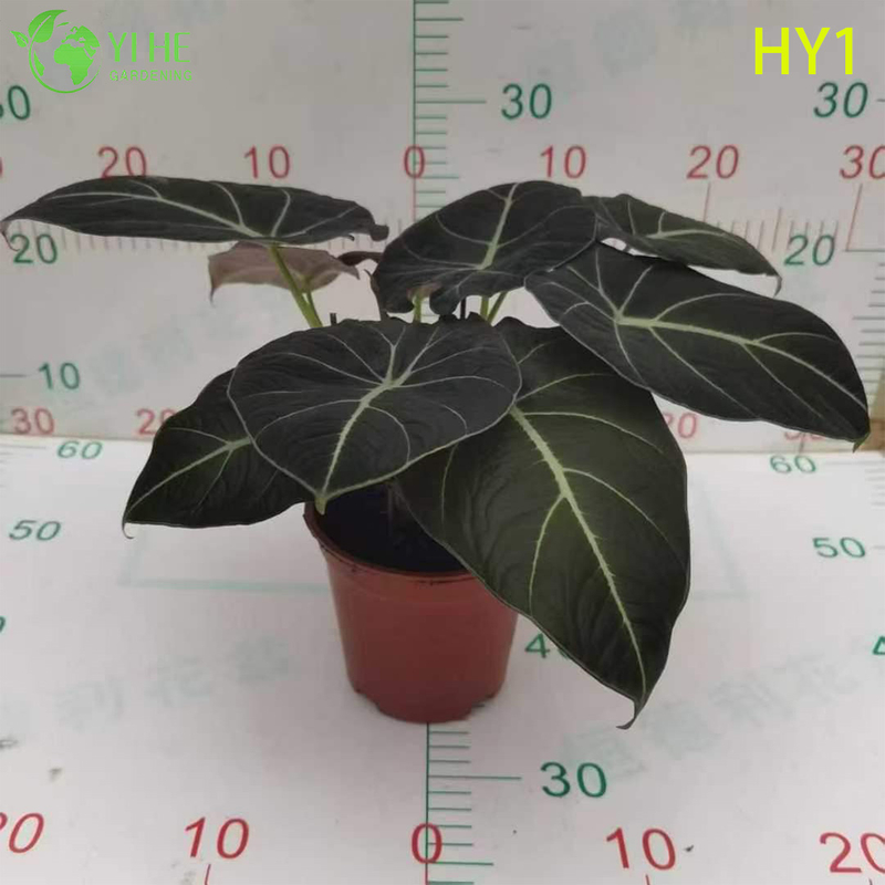 Tropical Young Alocasia Zebrina Potted Plant - Evergreen Indoor Decor Greenery