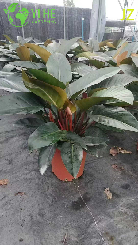 Evergreen Philodendron Birkin for Indoor Decoration Plant