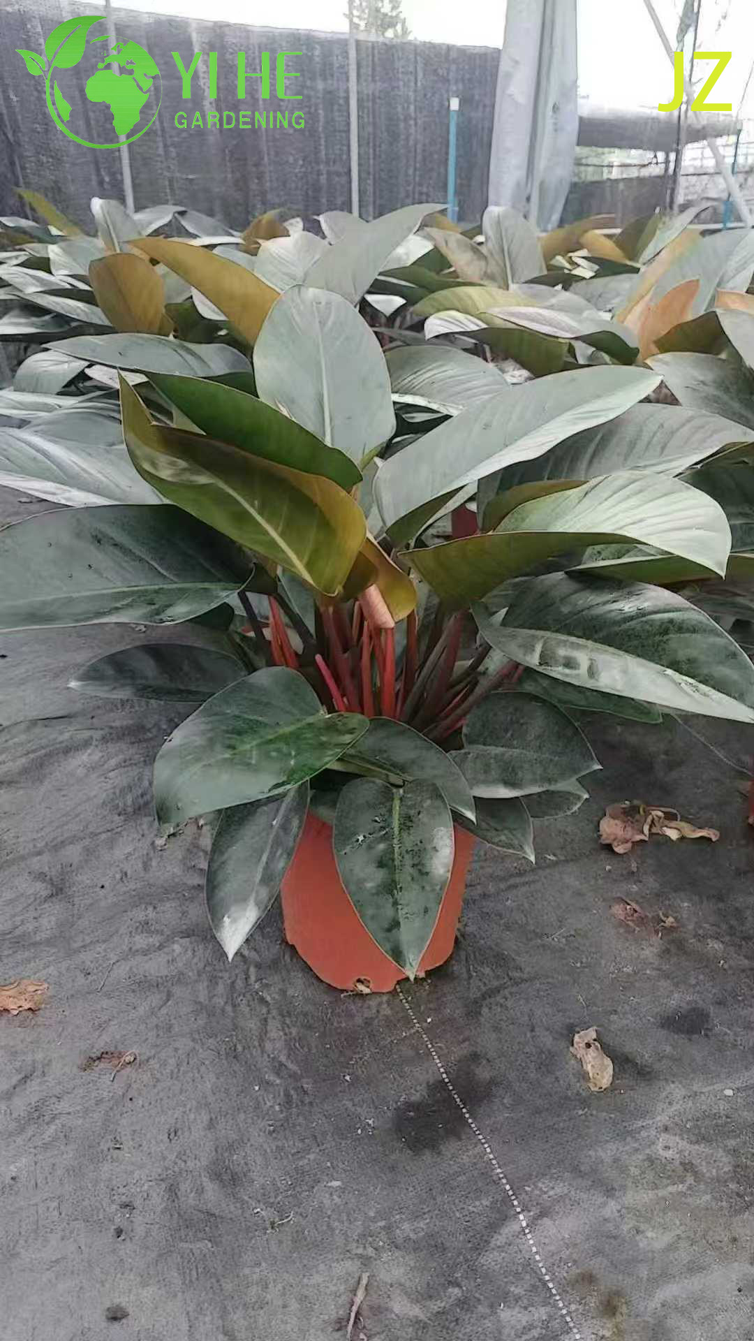 Evergreen Philodendron Birkin for Indoor Decoration Plant
