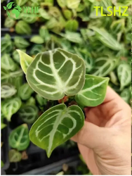 Mudas de Anthurium crystallinum Dorayaki (1).png