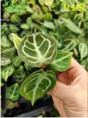 Por que mudas de Anthurium Crystallinum 'Dorayaki' são a escolha perfeita para múltiplas aplicações