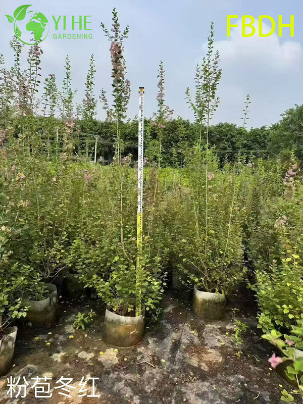 Premium Rosa Hochblatt Winterroter Strauch Zierpflanze in Großhandelsexportqualität