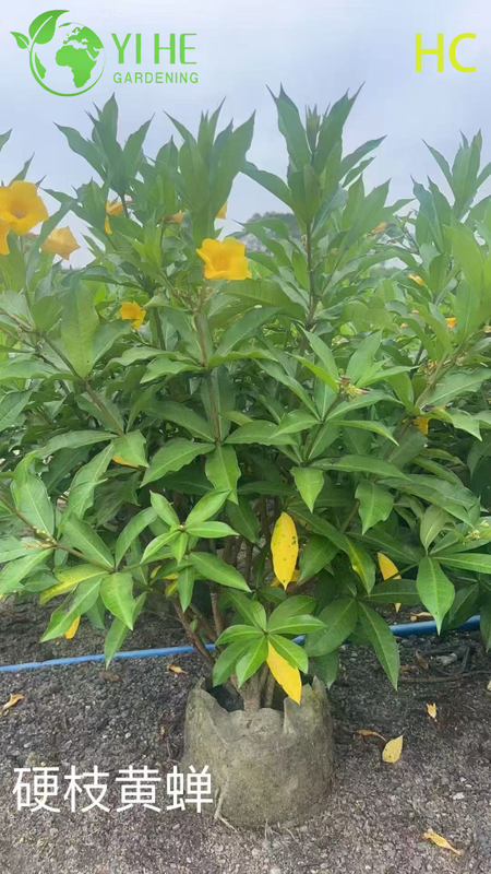 Wholesale Export Yellow Oleander Ornamental Flowering Shrub Premium Quality