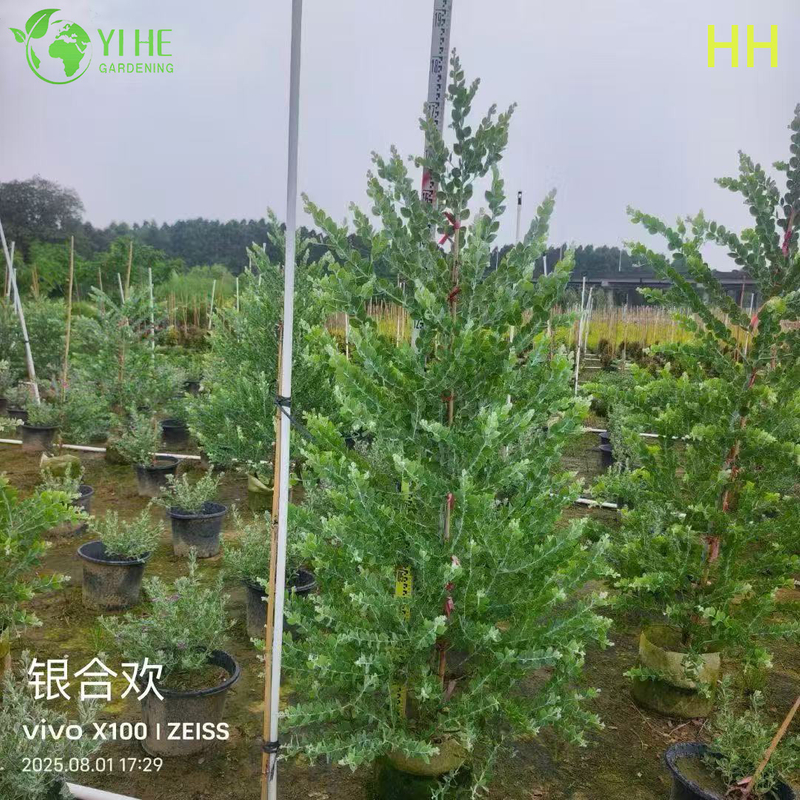 Wholesale Export Quality Albizia Julibrissin Ornamental Flowering Tree