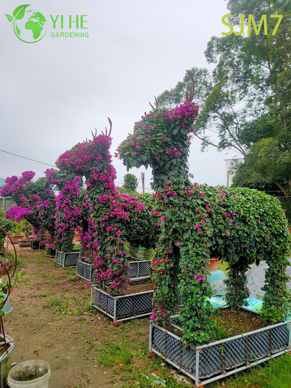 Wholesale Custom Bougainvillea Topiary Animal Living Sculpture Art Bonsai