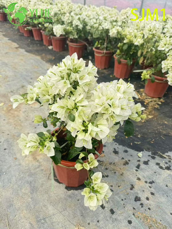 Wholesale Potted Bougainvillea Live Plants Colorful Flowering Garden Bonsai