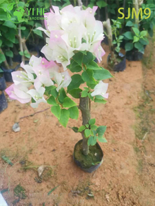 Wholesale Bougainvillea Starter Plants Young Liners for Nursery Bonsai