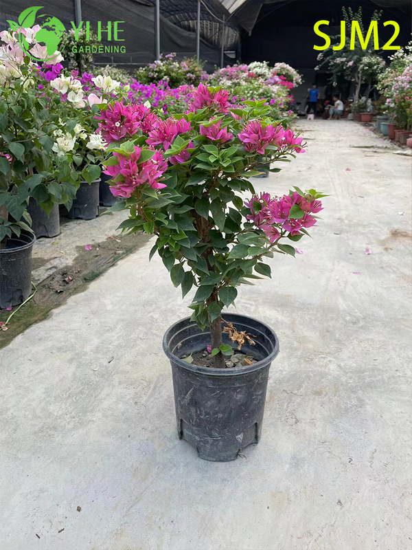 Wholesale Bougainvillea Standard Tree Live Plant for Patio Garden Bonsai
