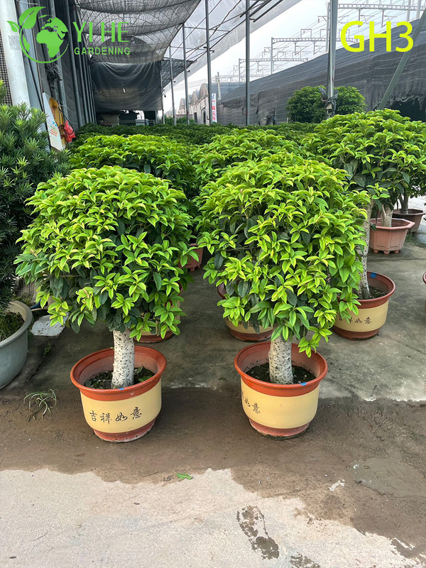Potted Globular - shaped Osmanthus Fragrans Bonsai Tree