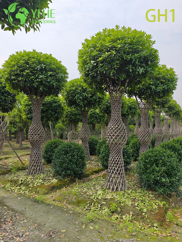 Ornamental Vase - Shaped Osmanthus Fragrans Tree, Mature Decorative Outdoor Plant