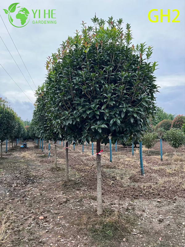 Globular - Shaped Mature Osmanthus Fragrans Ornamental Tree