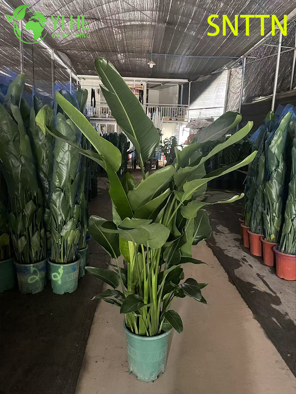 Large - Leaf Indoor Strelitzia Nicolai for Tropical Decor Plant