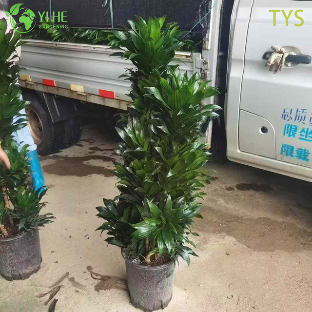 Compact Evergreen Dracaena deremensis for Indoor Decoration Plant