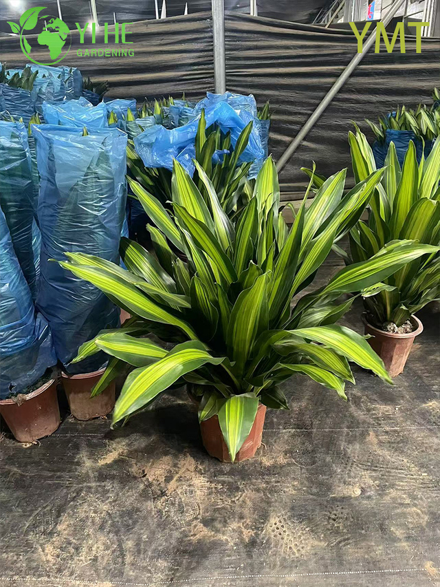 Tall Evergreen Draceana arborea for Indoor Decoration Plant