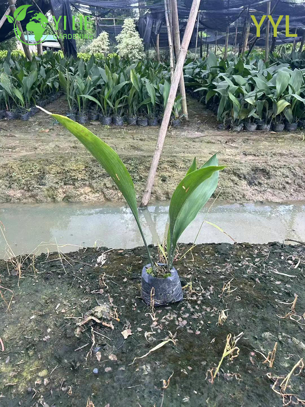 Hardy Evergreen Aspidistra elatior for Shade Gardens & Indoor Decor Plant