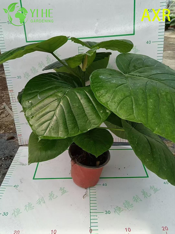Multifunctional indoor decorative fig Ficus Umbellata indoor potted foliage plant
