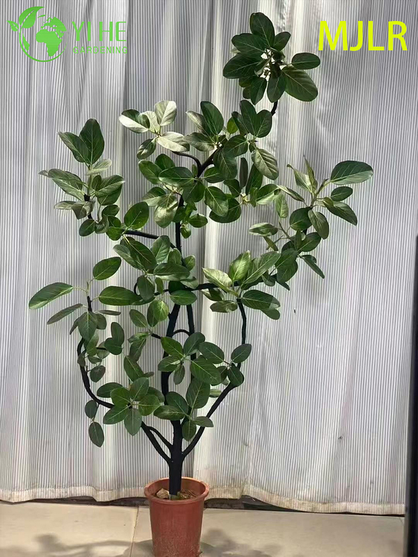Indoor Bengal Fig Ficus Bengalensis Large Foliage Potted Decorative Plant