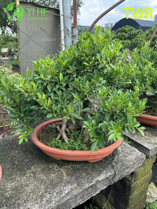 Indoor Taiwan Ficus Microcarpa Foliage Potted Decorative Green Plants