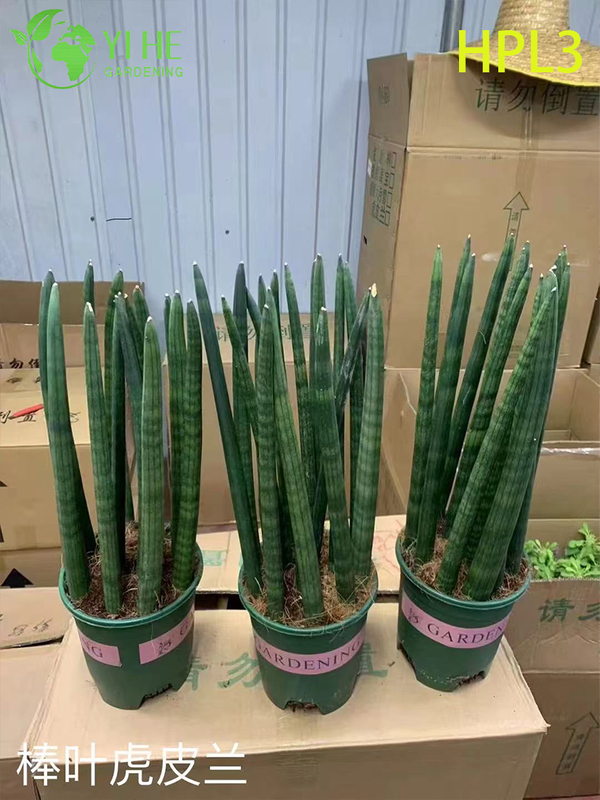 Live Sansevieria Cylindrica African Spear Indoor Succulent Plant