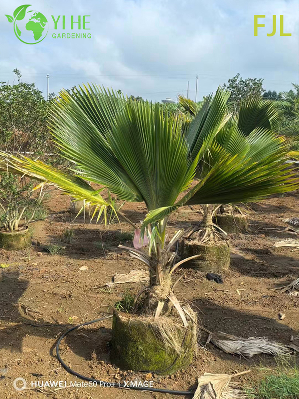 Wholesale Fiji Palm (Pritchardia Pacifica) - Large Evergreen Palms