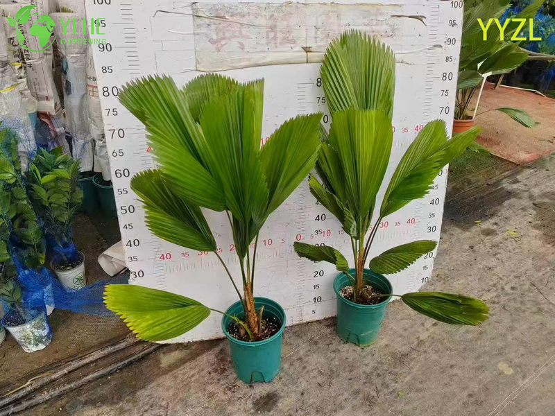 Wholesale Round-Leaf Livistona (Livistona Rotundifolia) - Evergreen Ornamental Palms