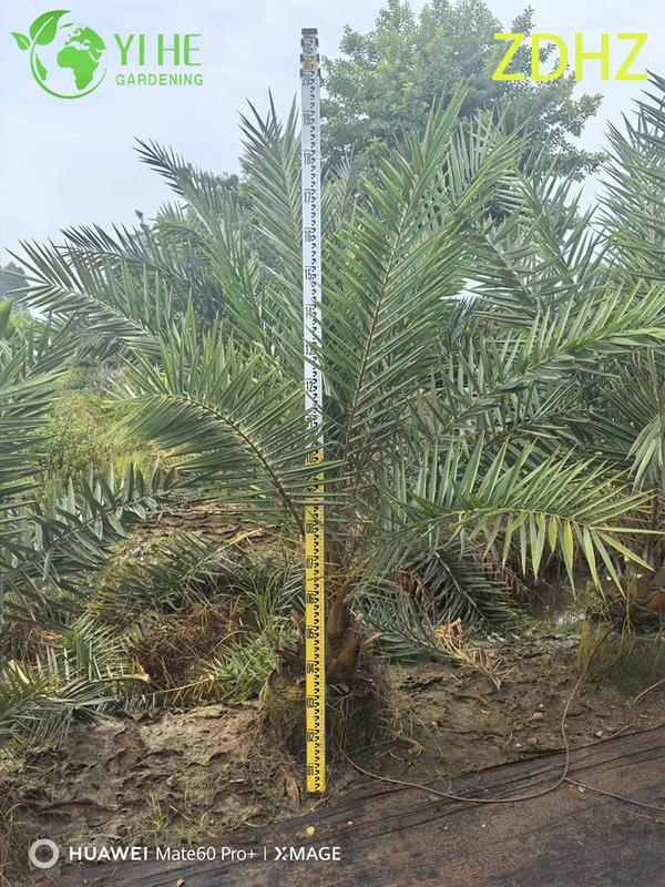 Wholesale Medjool Date Palm (Phoenix Dactylifera) - Tall Hardy Palms