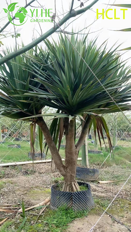Wholesale Red-Spine Screwpine (Pandanus Utilis) - Hardy Evergreen Shrubs