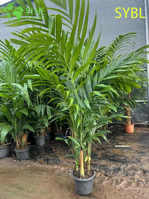 Wholesale Areca Triandra (Three-Drug Betel Palm) - Clumping Evergreen Palms