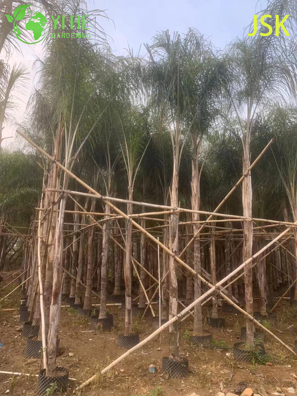 Wholesale Golden Feather Palm (Syagrus Romanzoffiana) - Evergreen Ornamental Palms