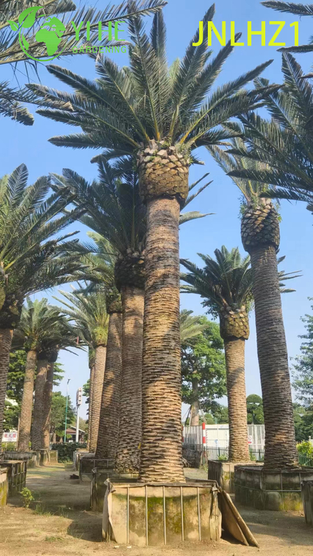 Wholesale Canary Island Date Palm (Phoenix Canariensis) - Large Hardy Palms