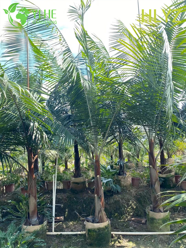 Wholesale Red-Collar Palm (Dypsis Leptocheilos) - Ornamental Evergreen Palms