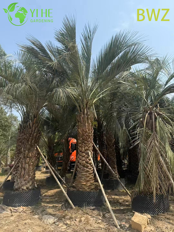 Wholesale Cold-Hardy Butia Capitata (Pindo Palm) - Evergreen Outdoor Palms