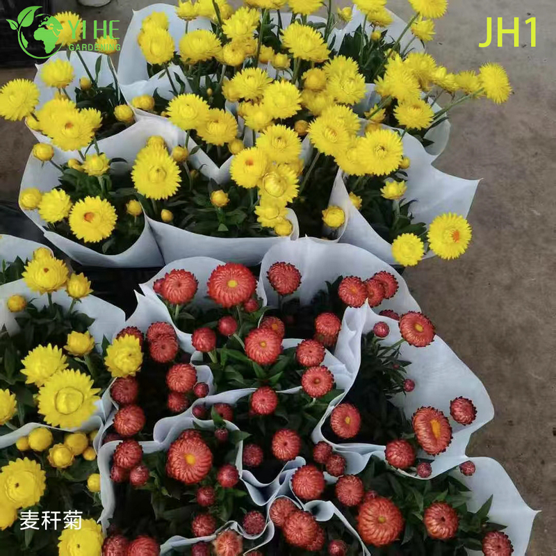 Wholesale Chrysanthemum Potted Plants for Indoor Outdoor Seasonal Floral Decor