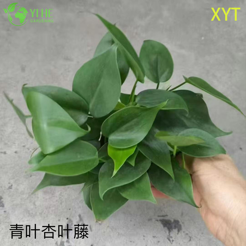 Wholesale Syngonium Podophyllum Potted Plants for Indoor Trailing Foliage Decor