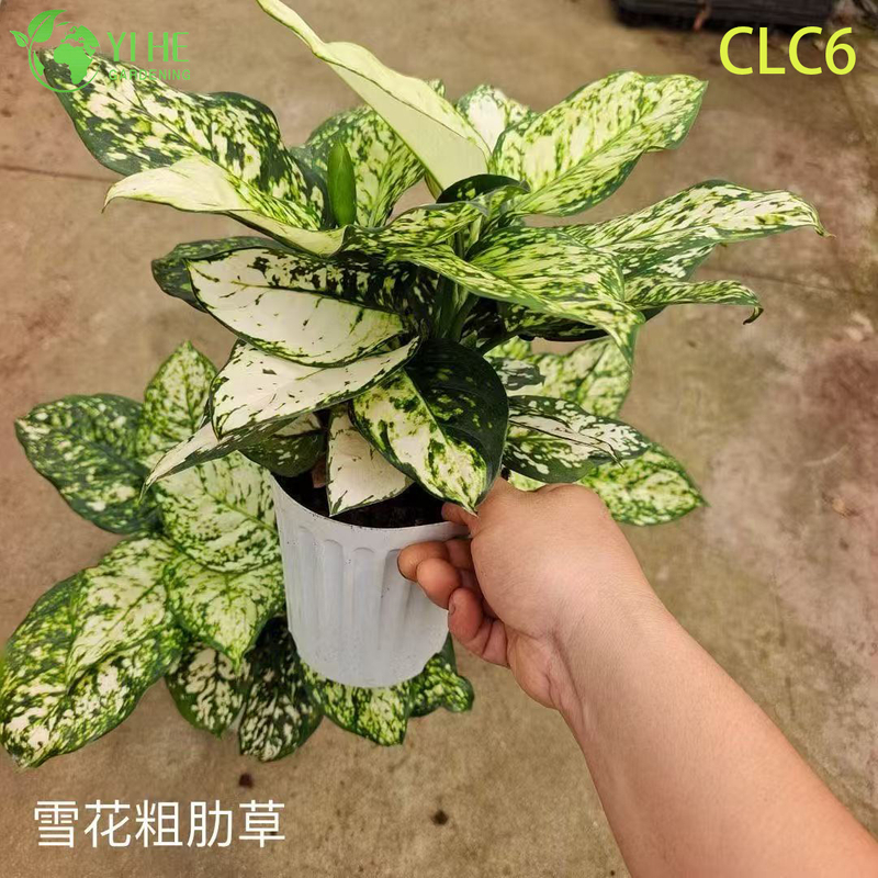 Wholesale Aglaonema Plants - Indoor Tropical Foliage for Home Office Decoration