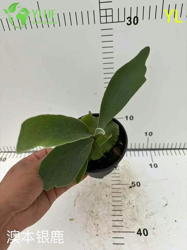 Wholesale Plectranthus 'Silver Deer' Potted Plants for Indoor Silver-Foliage Decor