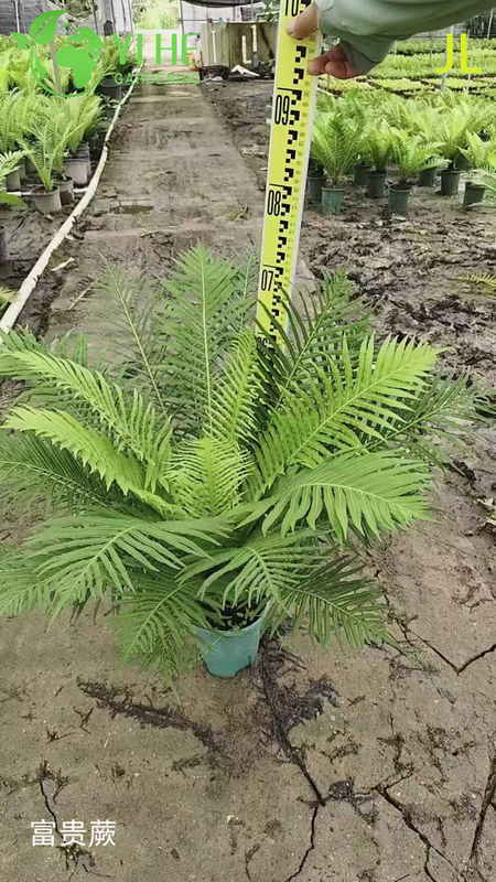 Wholesale Fern Potted Plants for Indoor Outdoor Shade Garden Foliage Decor
