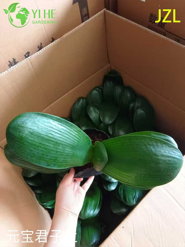 Wholesale Clivia Miniata Potted Plants for Indoor Evergreen Flowering Decor