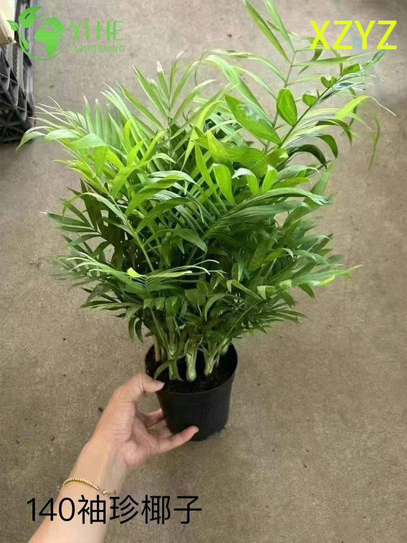 Wholesale Chamaedorea Elegans Potted Plants for Indoor Compact Tropical Foliage Decor