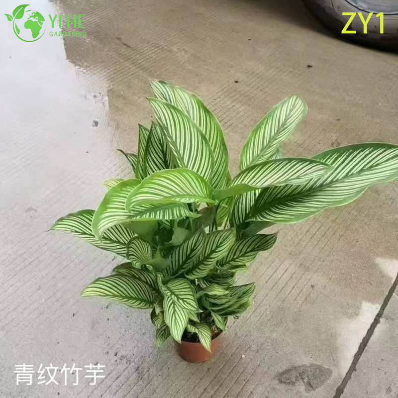Wholesale Calathea Potted Plants for Indoor Variegated Foliage Air-Purifying Decor